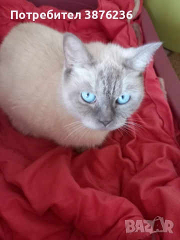 Колор пойнт, снимка 3 - Други - 52677006