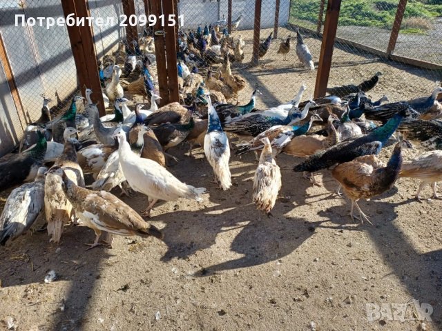Ферма за пауни с.Сусам продава 20 разновидности пауни на различна възраст, снимка 10 - други­ - 33913413