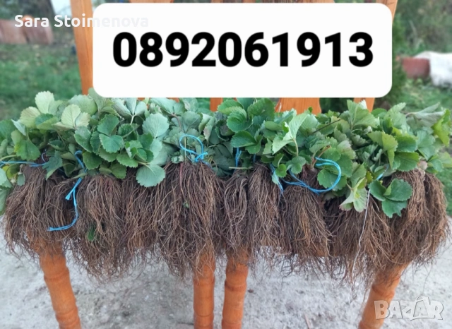 Разсад ягоди