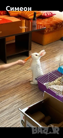 Зайче на година заедно с клетката си, снимка 3 - Декоративни зайчета - 54086905