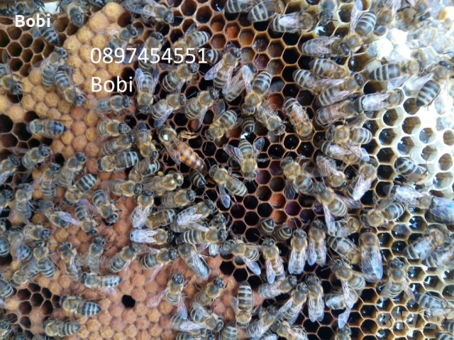 Малки Пчелни Семейства Отводки, снимка 2 - За пчели - 54058330