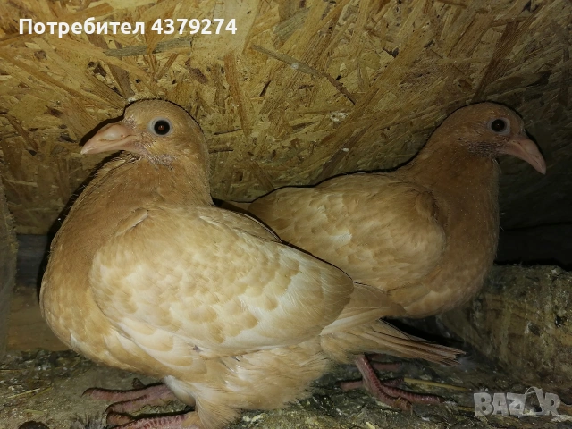 100% Мюлеманс