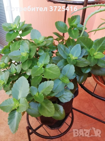 Стайни цветя, различни , снимка 14 - Стайни растения - 49680252