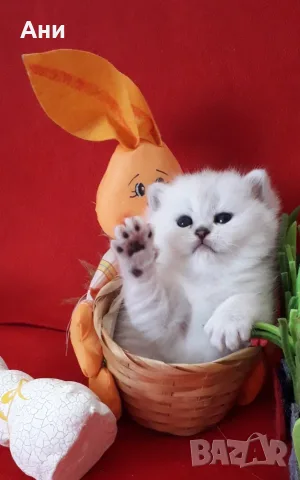 КОТЕНЦА МЕЧТА НА СУПЕР ЦЕНА