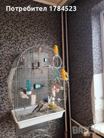 Мъжки поен папагал, снимка 13 - Папагали - 54084418