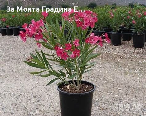 Зокум - Олеандър, снимка 7 - Градински цветя и растения - 54108958