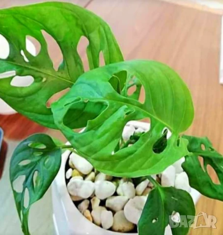 Вкоренени резници на Monstera monkey