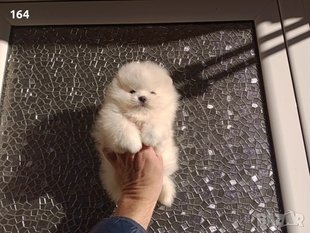 Мъжки Померан. Реални снимки от 12.01.26 г, снимка 2 - Померан - 52984973