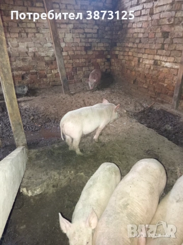 Свободни бели прасета, снимка 2 - Прасета - 53235771