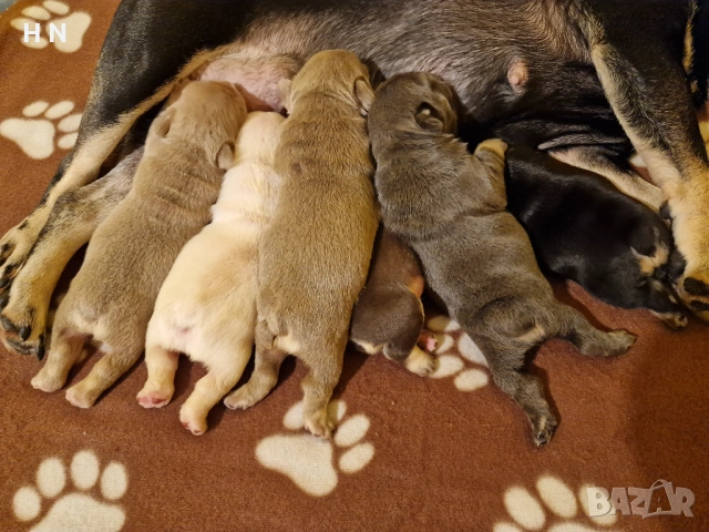 Френски булдог бебета - родословен Баща , снимка 5 - Френски булдог - 53124385