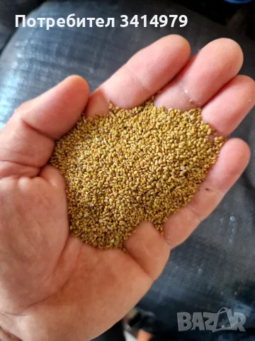 Продавам семе люцерна , снимка 2 - Сортови семена и луковици - 55966690