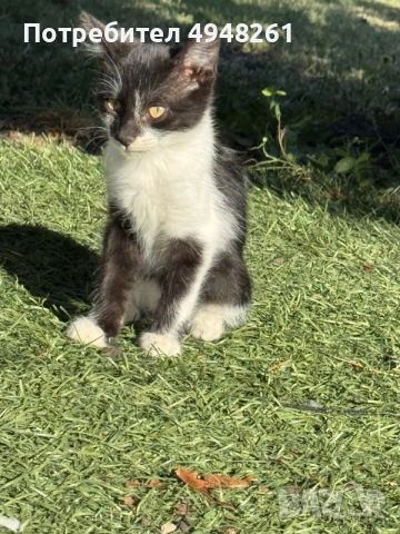 Мъжко пухкаво коте на 4 месеца , снимка 4 - Други - 56058649