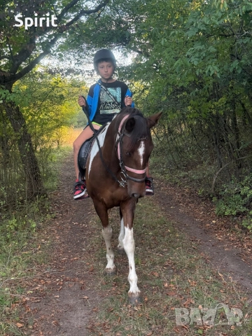 Ездитна кобила пинто Алгара, снимка 5 - Коне - 51948587