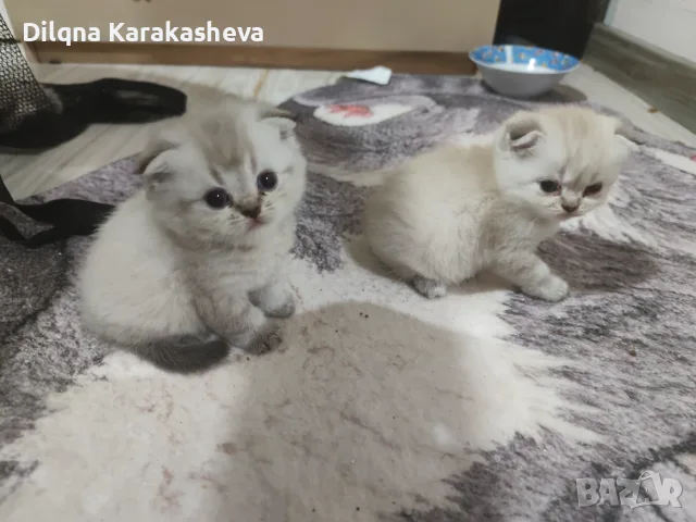 Британски и шотландски клепоухи и правоухи 