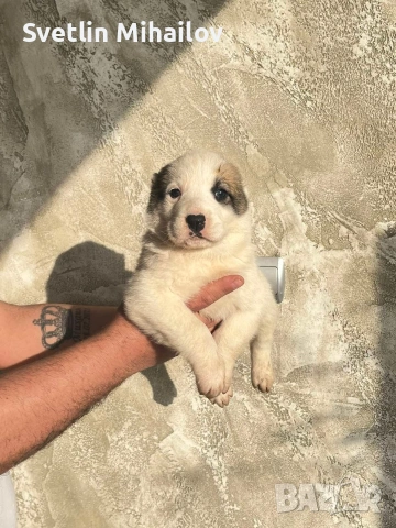 Продават се Алабайчета, снимка 3 - Алабай - 54266116