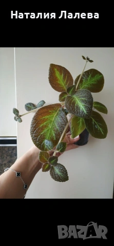 Еписция, episcia Jim's canadian sunset, снимка 2 - Стайни растения - 54288093
