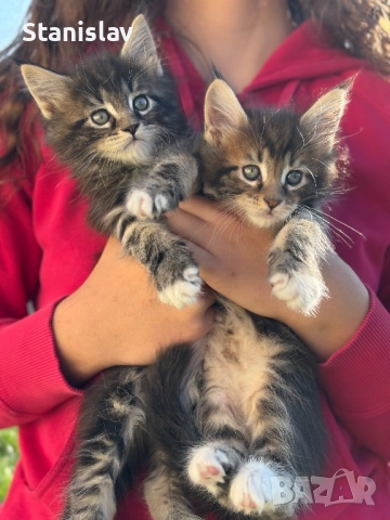 Котенца Мейн Куун