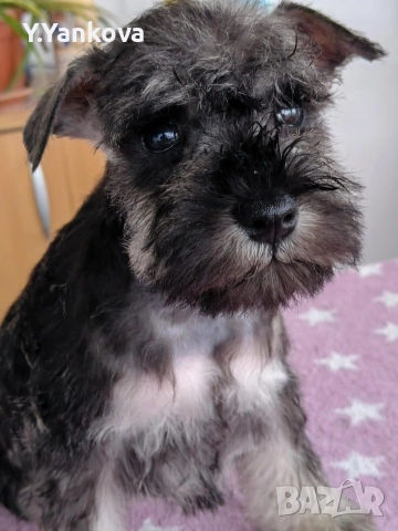 Ексклузивно кучило мини шнауцер Salt & Pepper, снимка 6 - Други - 52515218