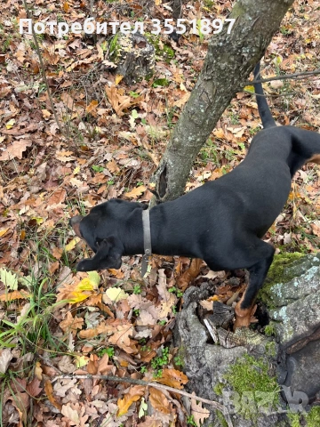 Продавам две гончета , снимка 3 - Гонче - 53010499