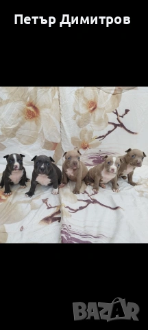 американско були покет , снимка 9 - Други - 54234473