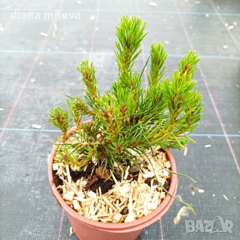 Pinus Mugo Mughus, Клек, снимка 4 - Градински цветя и растения - 40696492