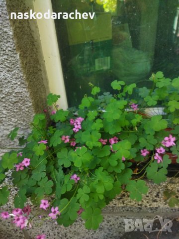 Детелини цъфтящи розово, снимка 5 - Градински цветя и растения - 34949387