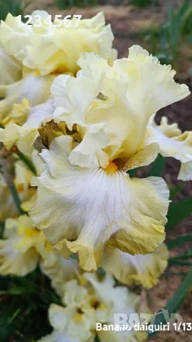 Ириси ризоми от сортови брадати ириси, снимка 9 - Градински цветя и растения - 50398119