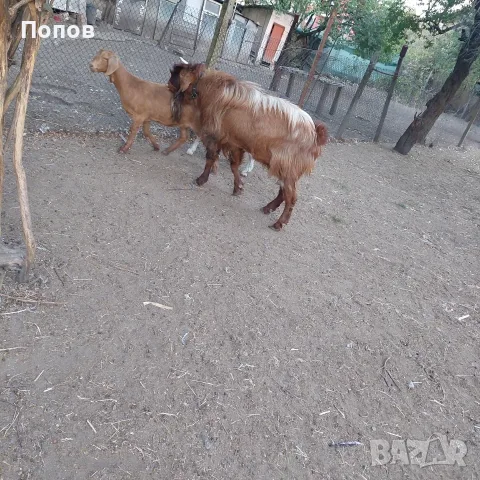 Продавам   пръч, снимка 4 - Кози - 56450070
