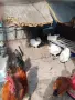 продавам кокошки и петли, снимка 1