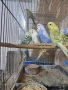 продавам вълнисти папагали, снимка 1