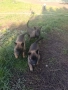 Чистокръвни малки белгийски овчарки Малинуа малионис, снимка 6