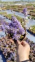 АЮГА ПЪСТРОЛИСТНА, Ajuga ‘Burgundy Glow’, студоустойчива, почвопокривна, снимка 8