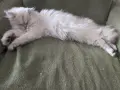 Мъжки котарак за Разплод, снимка 5