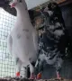 Поморийски гълъби, снимка 1