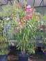 Зокум/Олеандър високи 2,50м, снимка 6