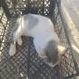 Котенце на 2 месеца и половина, снимка 3