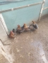 Катунски кокошки , снимка 3