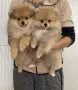Померан померан , снимка 1