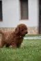 Той пудел Toy poodle, снимка 10