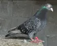 Поморийски Ролер и Мардини, снимка 5