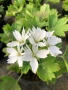Pelargonium ‘Stellar White’ (Моловка Stellar White – бяла), снимка 1
