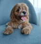 Cavapoo/Mini poodle , снимка 2