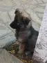Малки немски овчарски!, снимка 1