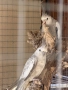 Папагал “Корели “🦜, снимка 1