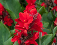 грудки на червена индийска кана, снимка 1 - Градински цветя и растения - 36396501