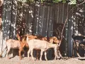 Продавам кози и ярета , снимка 7