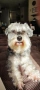 Мини (цверг) шнауцери, снимка 14