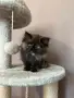 Персийски котенца , снимка 10