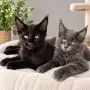 Коте от породата Мейн Кун, снимка 2