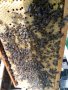 пчелни семейства и отводки, снимка 3